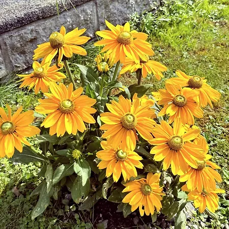 City Bungalow Prázdninový dům *