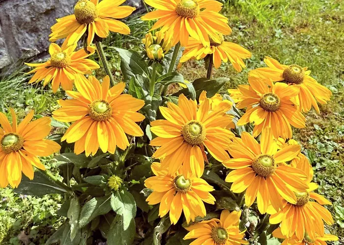 City Bungalow Prázdninový dům *